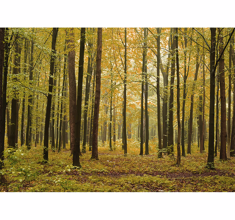 Fototapete wald herbstlandschaft - TenStickers