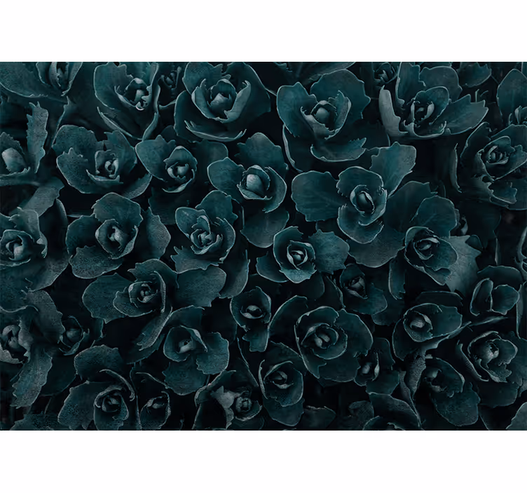 Fototapete blumen elegante rosenblüte - TenStickers