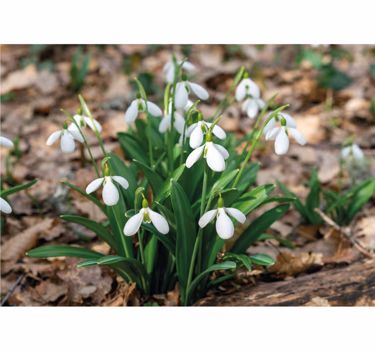 Fototapete blumen schneeglöckchen arrangement - TenStickers