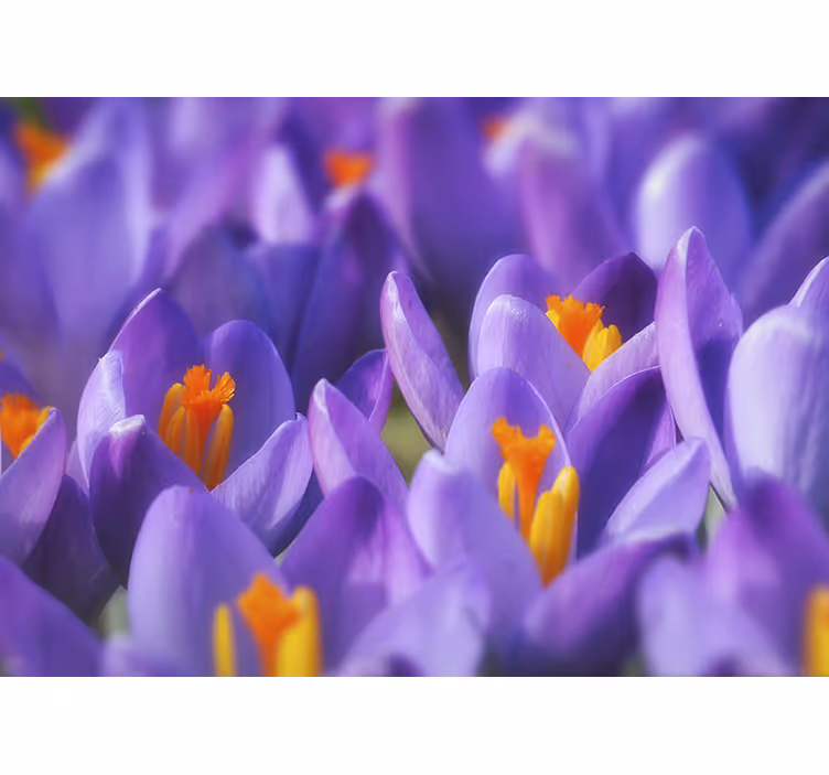 Fototapete blumen krokusse in lila - TenStickers
