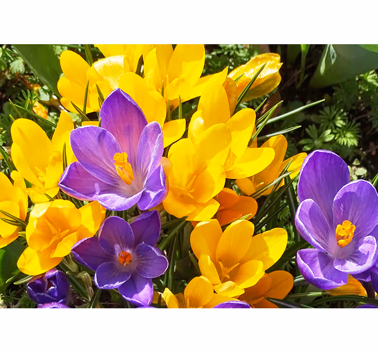 Fototapete blumen bunte krokusblüten - TenStickers