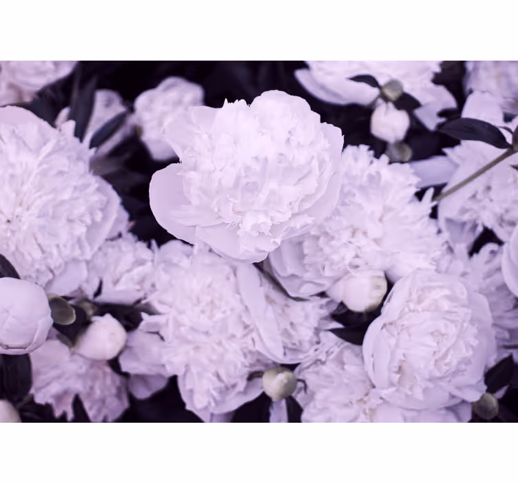 Fototapete blumen lavendel pfingstrosenblüten - TenStickers