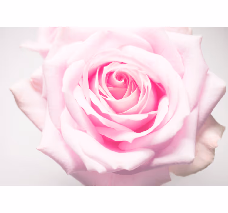 Fototapete mohnblumen in sanftem rosa - TenStickers