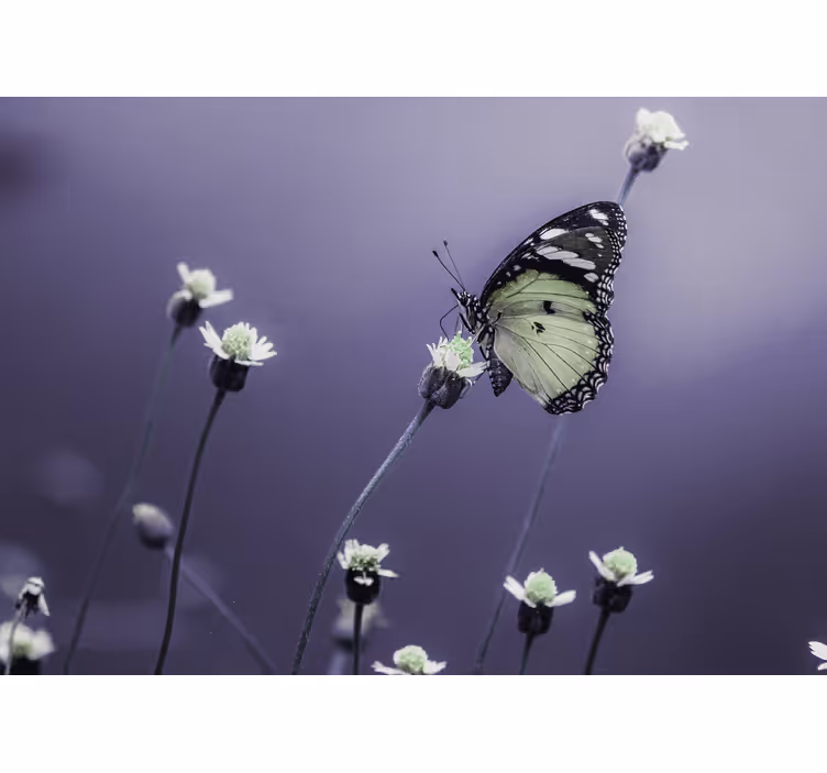 Fototapete blumen schmetterling auf blumen - TenStickers