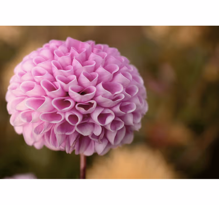 Fototapete blumen pinke blumen-sphäre - TenStickers