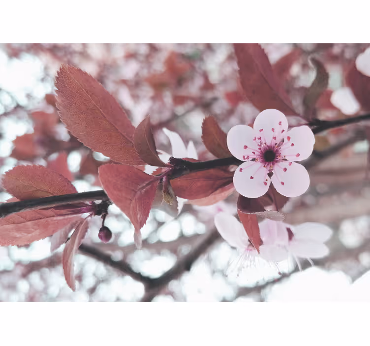 Fototapete blumen kirschblütenzauber - TenStickers
