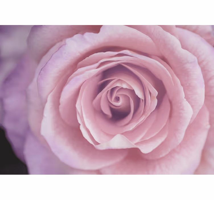 Fototapete blumen in pinken rosenblüten - TenStickers