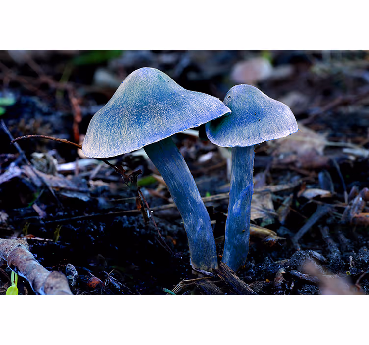 Fototapete natur einzigartige pilzformen - TenStickers