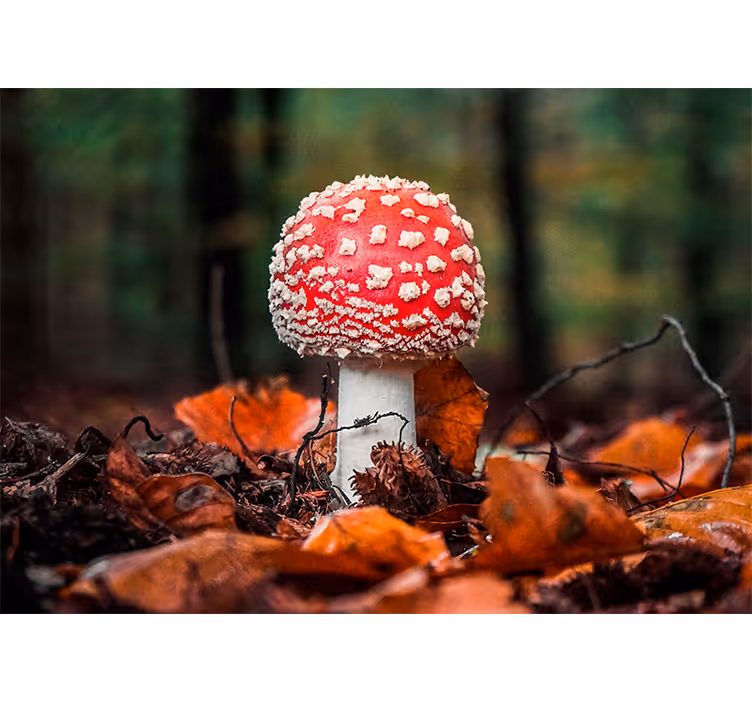 Fototapete natur fliegenpilz rot - TenStickers