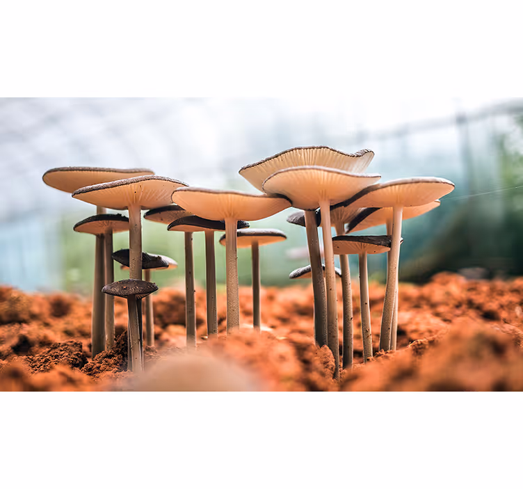 Weitere Fototapeten pilz-cluster-szene - TenStickers