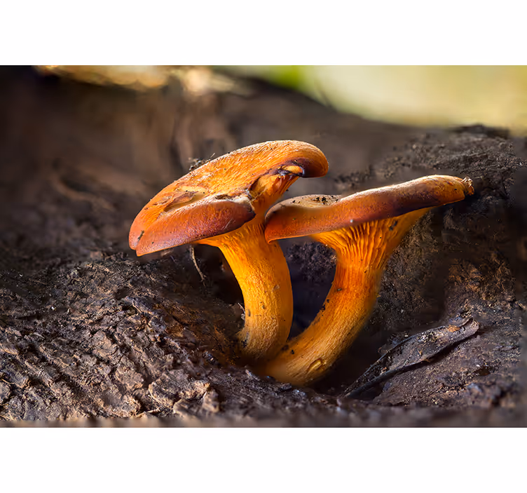 Fototapete wald mit pilzszene in der natur - TenStickers
