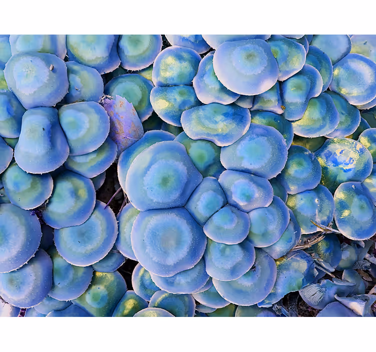 Fototapete natur bunte sukkulente nahaufnahme - TenStickers