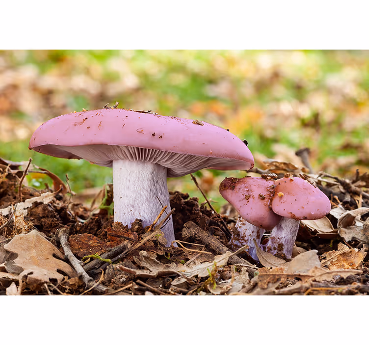 Fototapete blumen pinker pilzcluster - TenStickers