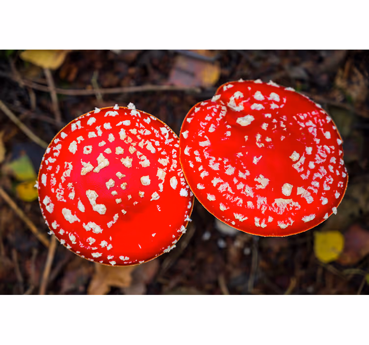 Fototapete natur mit roten pilzkappen - TenStickers