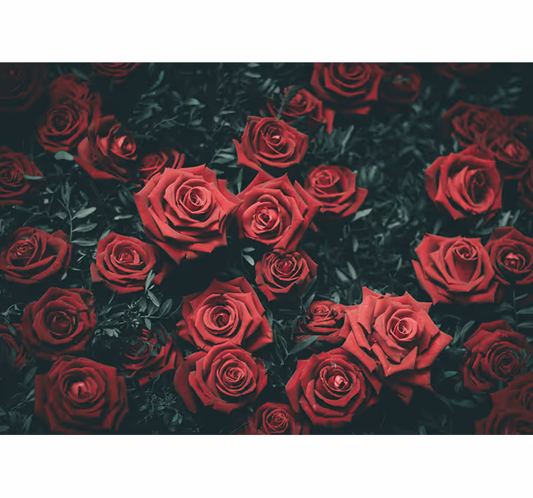 Fototapete blumen romantische rote rosen - TenStickers