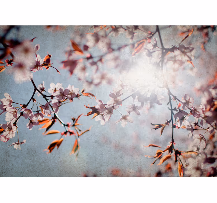Fototapete blumen sakura zweige - TenStickers