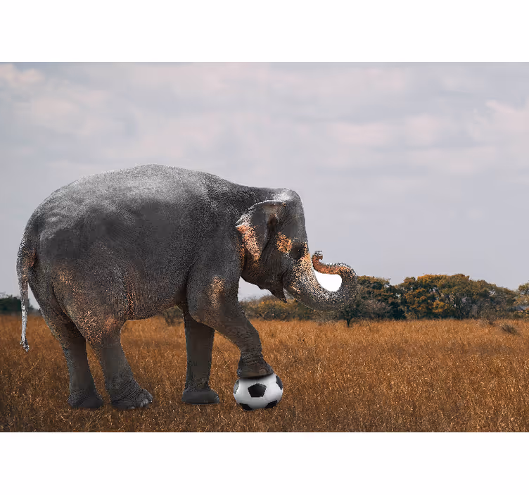 Fototapeten tiere elefant beim fußballspielen - TenStickers