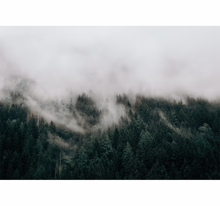 Fototapete wald nebeliger waldlandschaft - TenStickers