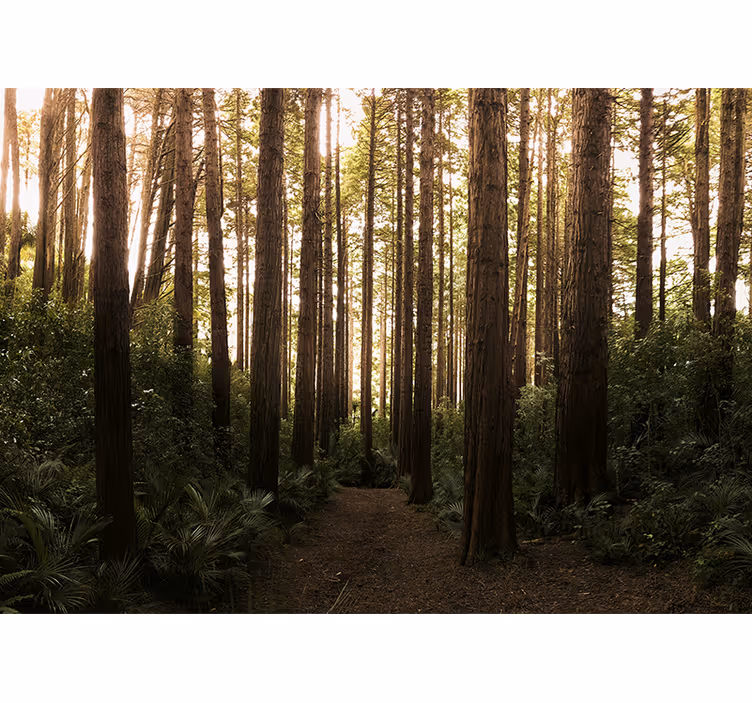Fototapete natur hohe waldtrees - TenStickers