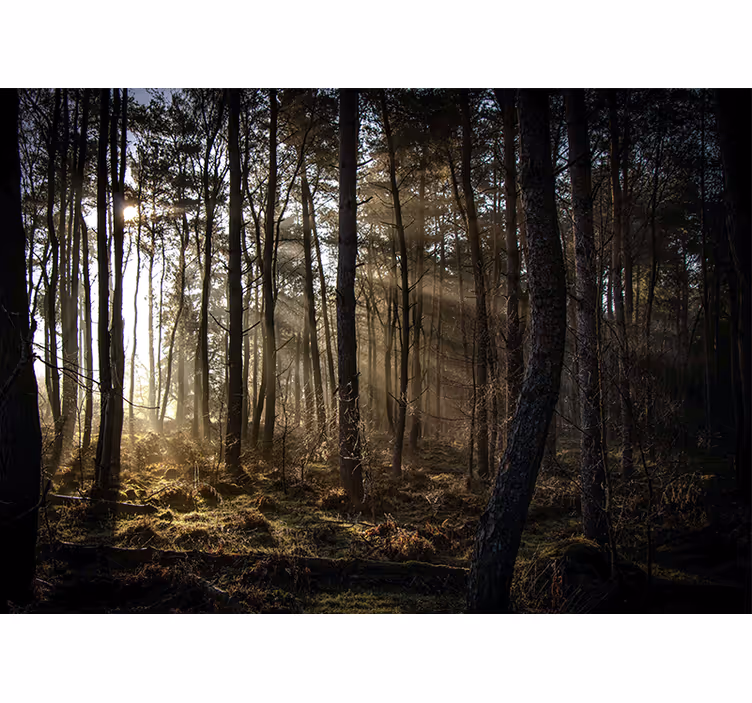 Tapete wald sonnenbeschienene waldlichtung - TenStickers