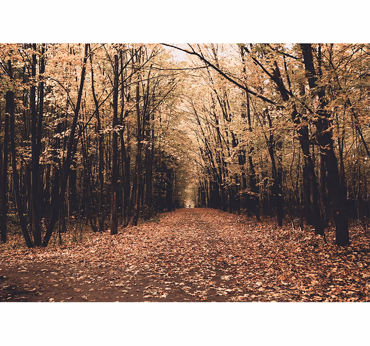 Fototapete wald blick auf den herbstweg - TenStickers