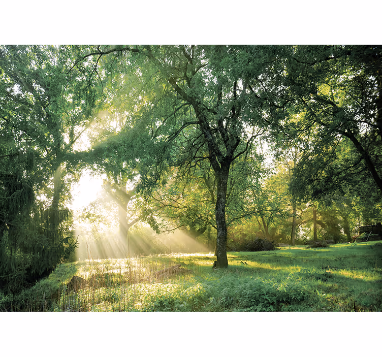 Fototapete natur ruhiger sonnendurchfluteter wald - TenStickers