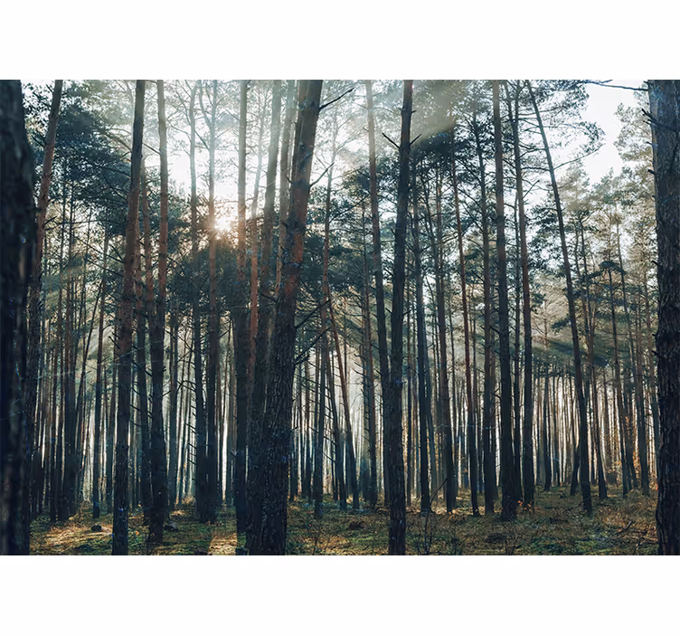 Fototapete wald ruhiger kiefernhain - TenStickers