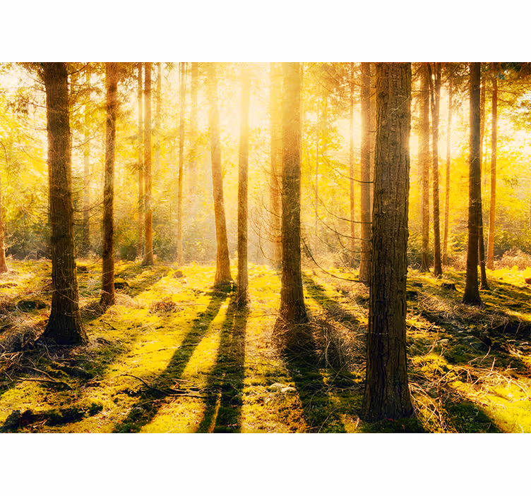 Fototapete natur sonnenverwöhnte waldlandschaft - TenStickers