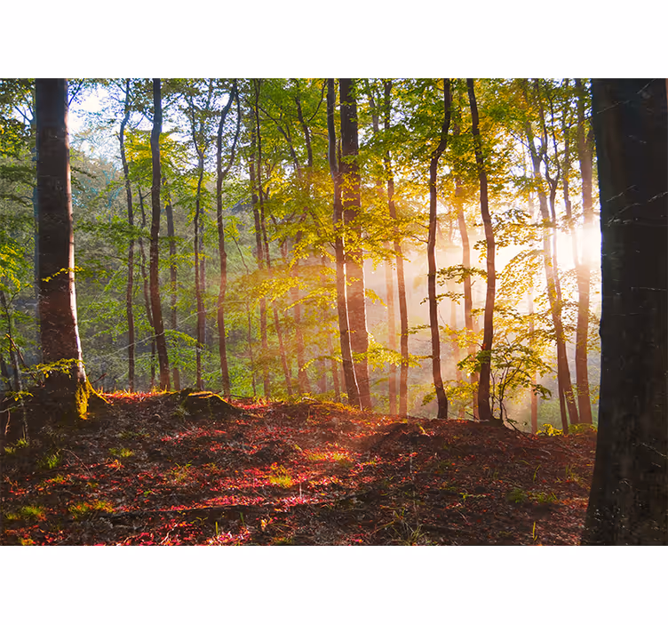 Fototapete wald sonnenbeschienene waldansicht - TenStickers