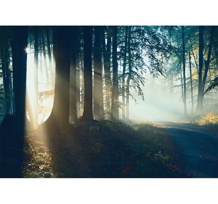 Tapete wald sonnenverwöhnter waldweg - TenStickers