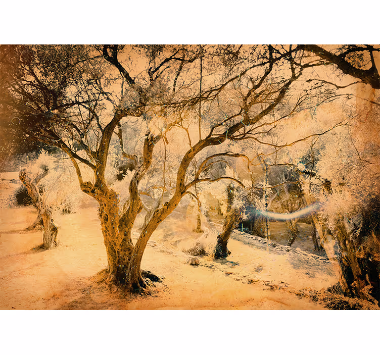 Fototapete wald mit goldenen olivenbäumen - TenStickers
