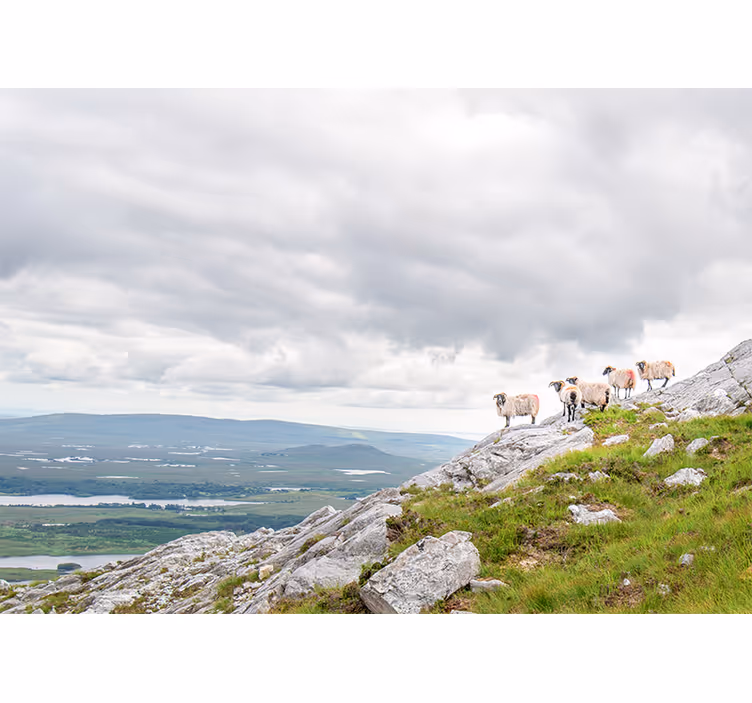Fototapeten tiere lämmer auf hängen - TenStickers