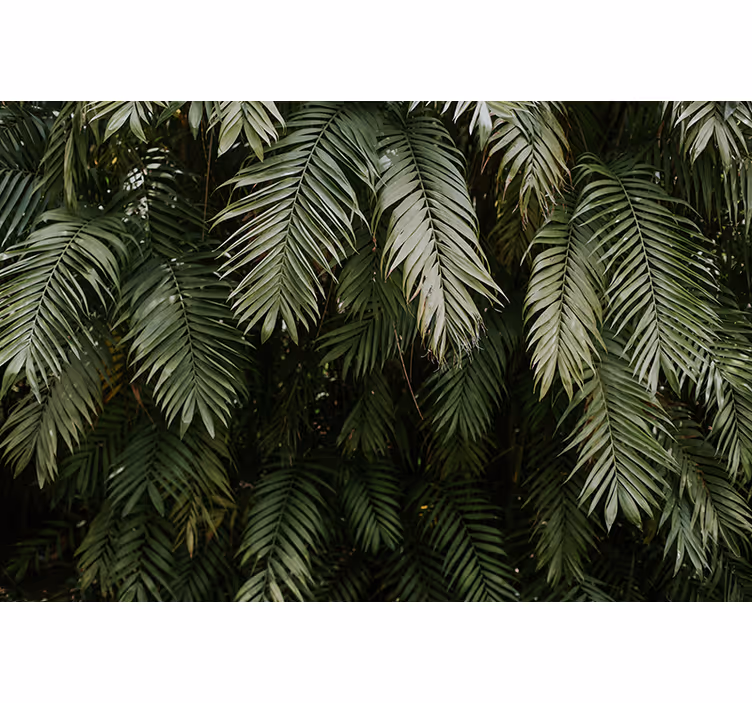 Fototapete natur tropische grüntöne - TenStickers