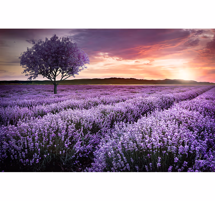 Fototapete blumen lavendelwiese im dämmerlicht - TenStickers