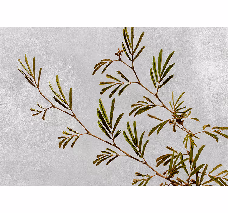Fototapete Natur zarter grüner zweig - TenStickers