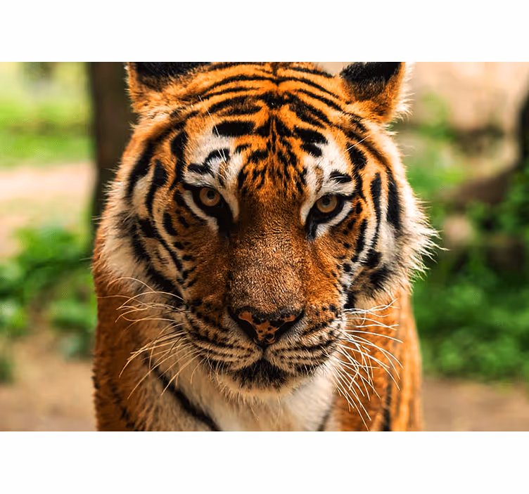 Fototapete tiere regal tiger motiv - TenStickers