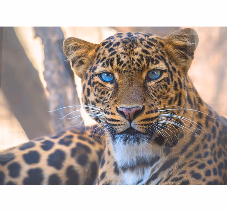 Fototapete tiere leopard portrait nahaufnahme - TenStickers