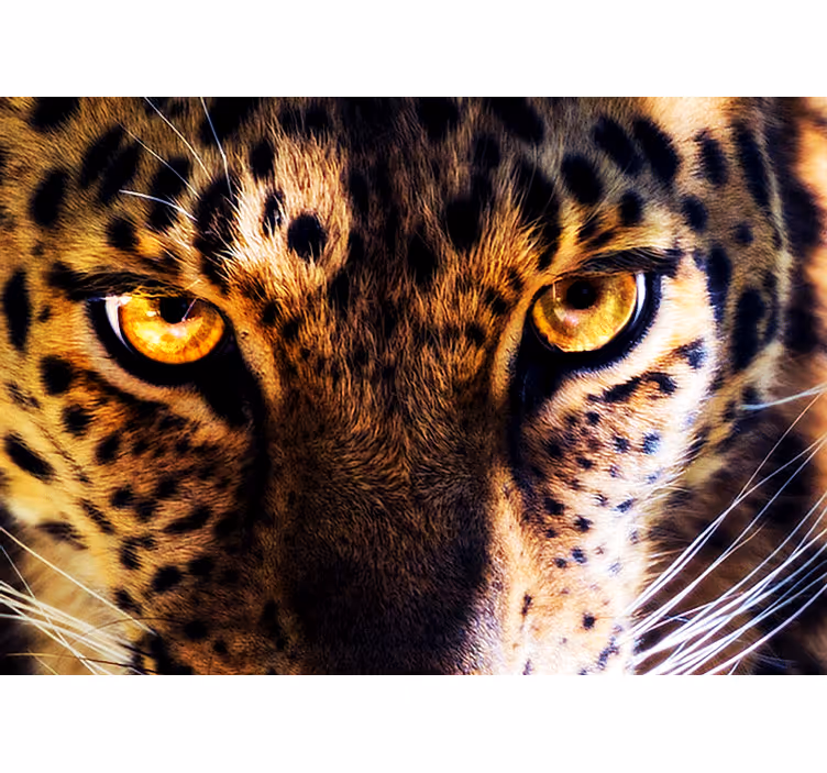Fototapete löwe regal leopard blick - TenStickers