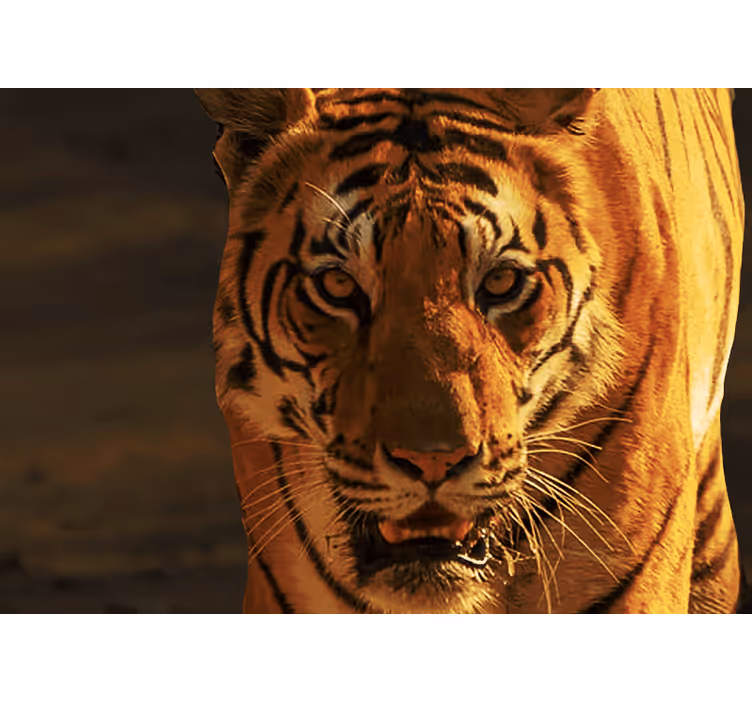 Fototapete löwe majestätischer tigerblick - TenStickers