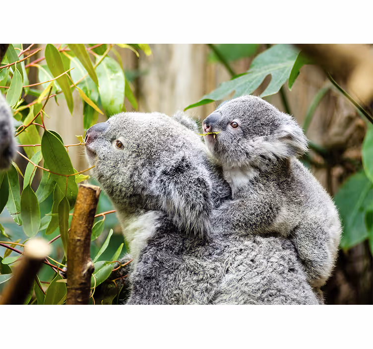 Fototapete tiere koalas auf dem baum - TenStickers