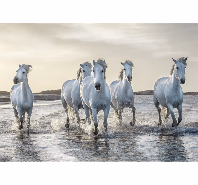 Fototapete tiere galoppierende weiße hengste - TenStickers