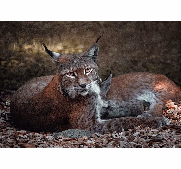 Fototapete tiere luchs schlafendes paar - TenStickers