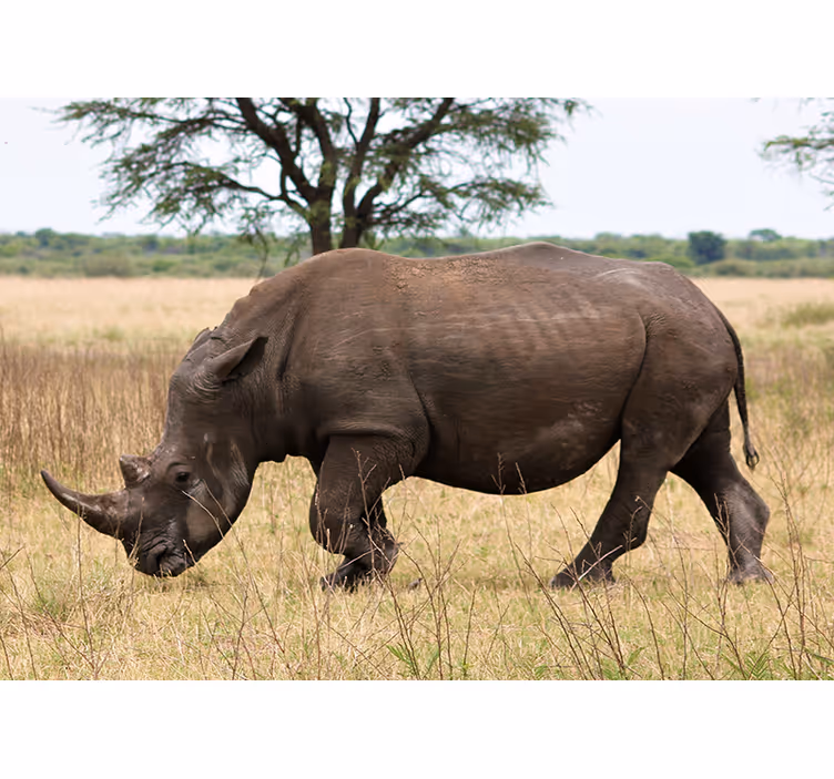 Fototapete tiere rhino-grazing serengeti - TenStickers