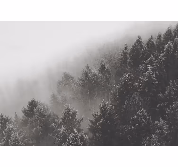 Fototapete wald neblige kieferlandschaft - TenStickers
