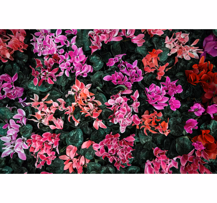 Fototapete Andere Blumen Bunte Blumen - TenStickers
