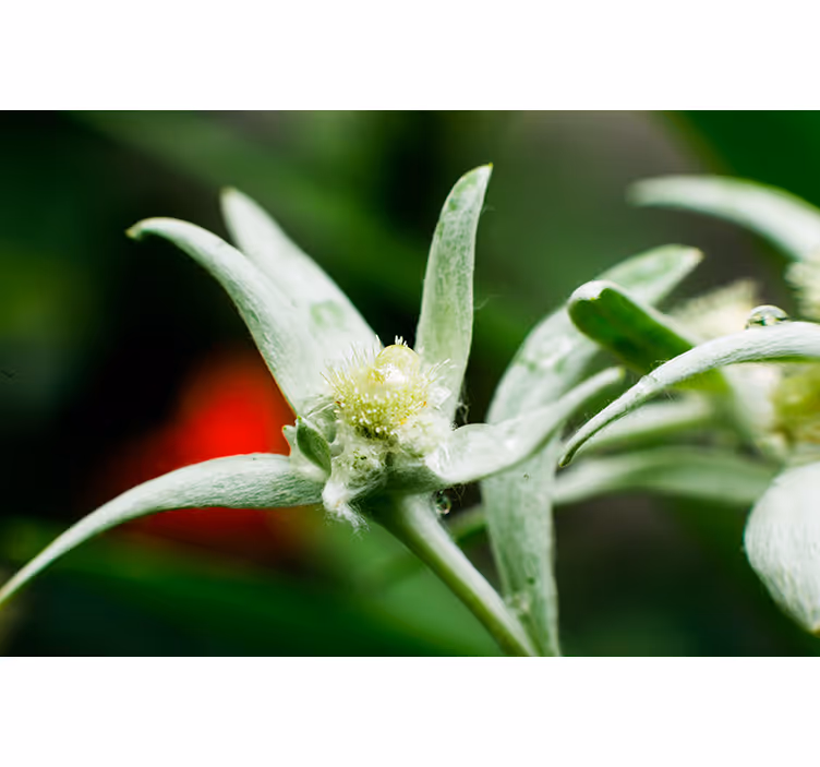 Fototapete Andere Blumen Edelweiß - TenStickers