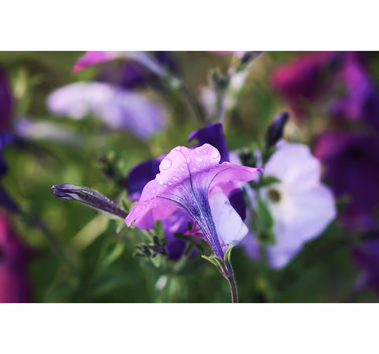 Fototapete Blumen Alpenglöckchen - TenStickers