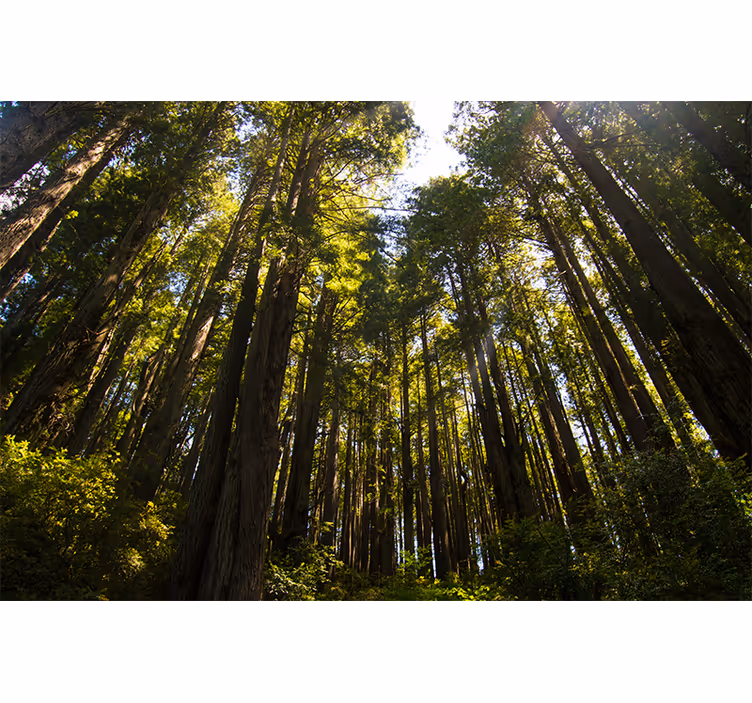 Fototapete Wald hohe Bäume - TenStickers