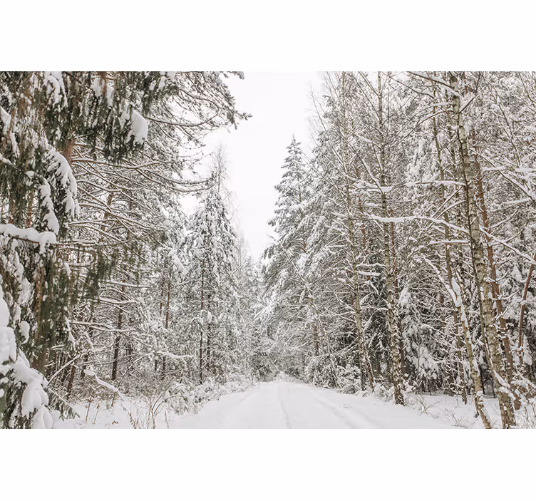 Fototapete Wald Wintertag - TenStickers