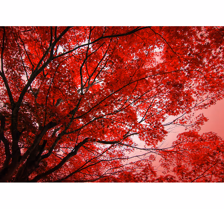 Fototapete Baum rote Zweige - TenStickers